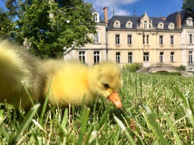 Un charmant château avec un caneton explorant la pelouse verdoyante.