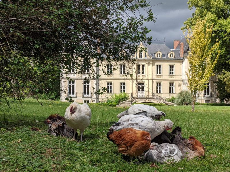 Château avec des poules se reposant dans un grand jardin verdoyant.
