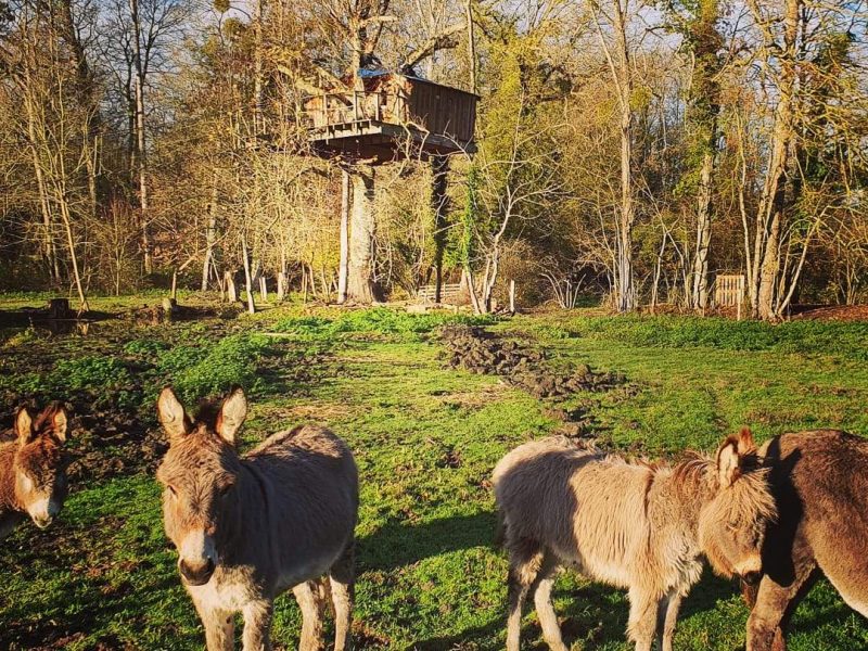 Cabane dans les arbres entourée de ânes dans un cadre verdoyant et paisible.