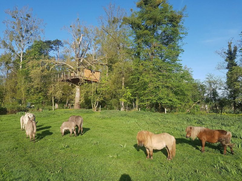 Cabane dans les arbres entourée de poneys dans un cadre verdoyant et paisible.