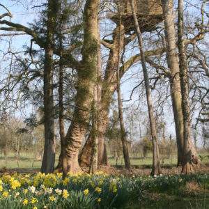 Cabane dans les arbres en Basse-Normandie, entourée de jonquilles et de grands arbres.