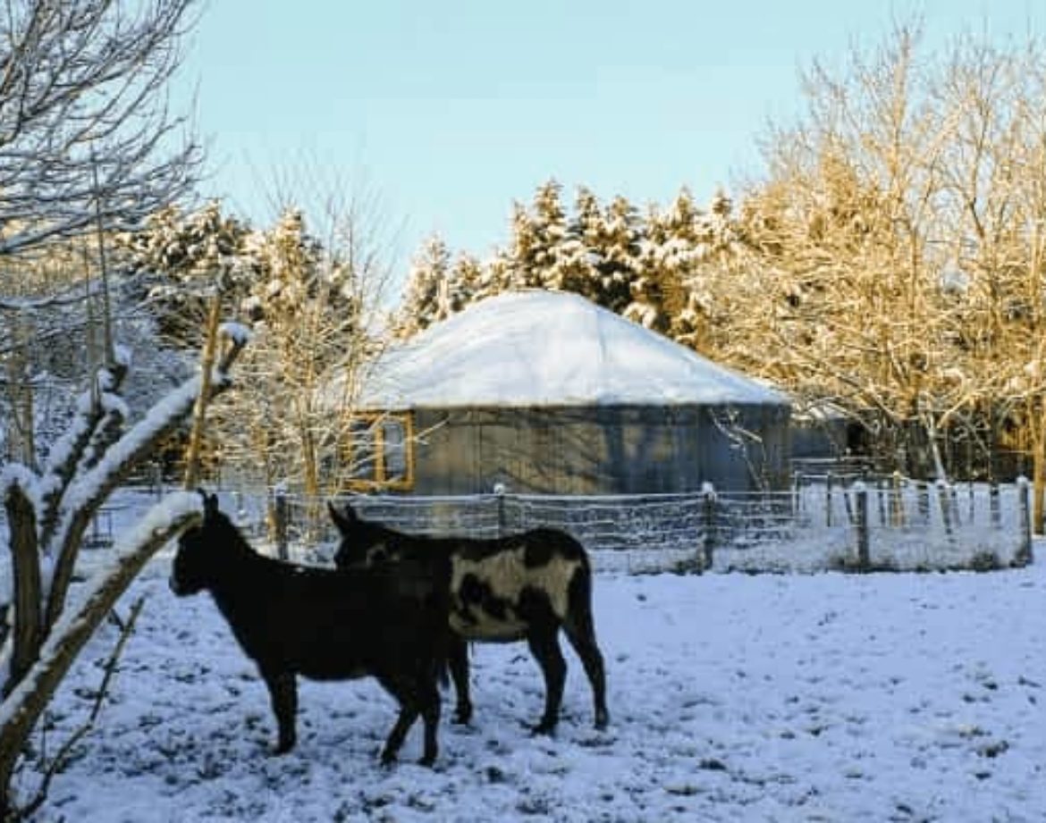 Yourte chaleureuse entourée de neige, avec des ânes paisiblement dans le jardin.