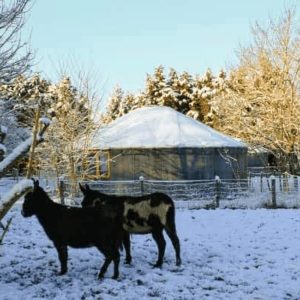 Yourte chaleureuse entourée de neige, avec des ânes paisiblement dans le jardin.