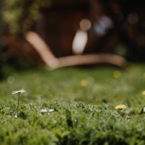 Hébergement insolite en Provence-Alpes-Côte dAzur, avec fleurs sauvages sur la pelouse.