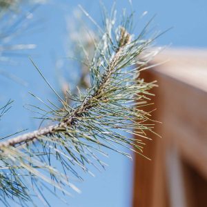 Hébergement insolite en bois, avec un pin majestueux sous un ciel bleu éclatant.