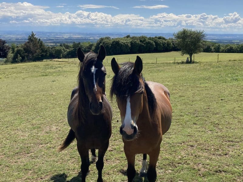 Chambres dhôtes avec vue panoramique, entourées de chevaux paisibles dans un champ.