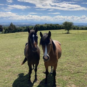 Hébergement insolite en Languedoc-Roussillon, avec des chevaux dans un paysage verdoyant.