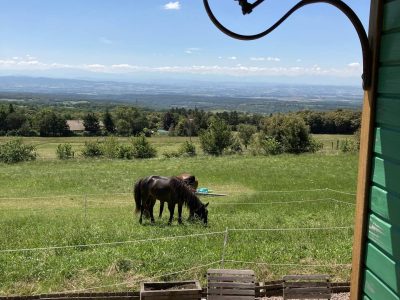 Cabane perchée avec vue sur des chevaux dans un paysage verdoyant du Languedoc-Roussillon.