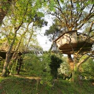 Cabane perchée dans les arbres en Bretagne, entourée de verdure luxuriante.