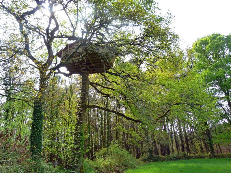 Cabane perchée dans les arbres en Bretagne, entourée de verdure luxuriante.