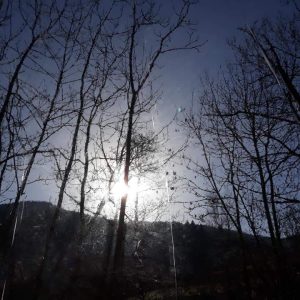 Hébergement insolite en Auvergne-Rhône-Alpes, avec vue sur le soleil filtrant à travers les arbres.