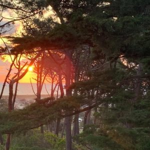 Hébergement insolite en Aquitaine, avec vue sur le coucher de soleil entre les arbres.