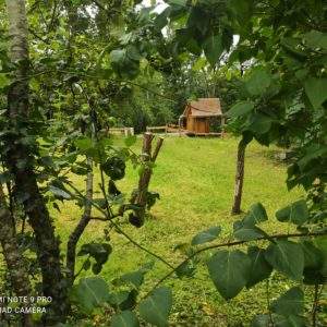 Cabane en bois nichée dans la verdure, entourée darbres en Bourgogne.