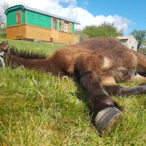Hébergement insolite en roulotte, avec un cheval allongé sur lherbe verdoyante.