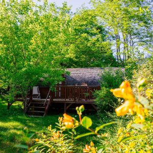 Cabane en bois dans la nature, entourée de verdure et de fleurs jaunes.