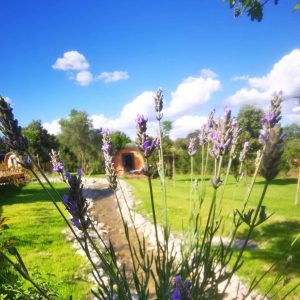 Hébergement insolite en forme de bulle, entouré de lavande et verdure.
