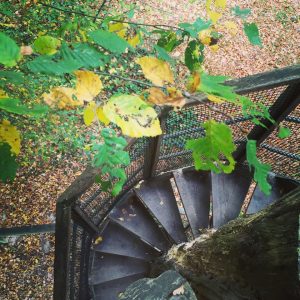 Cabane dans les arbres avec un escalier en spirale entouré de feuillage coloré.