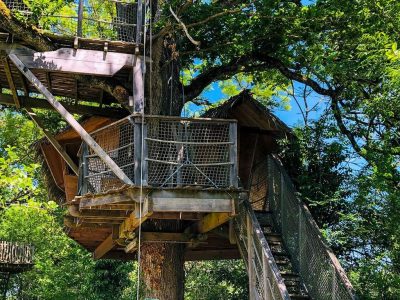 Cabane perchée dans un arbre, entourée de verdure, avec un accès par une échelle.