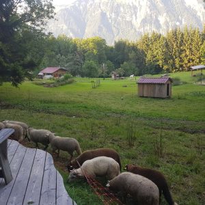 Hébergement insolite en Auvergne-Rhône-Alpes, avec des moutons paissant devant des montagnes.