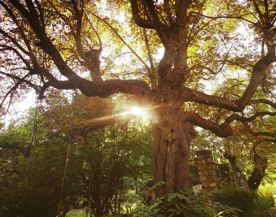 Hébergement insolite en cabane, baigné de lumière au cœur dun arbre majestueux.