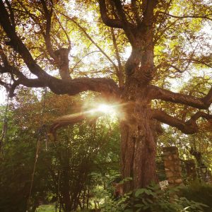 Hébergement insolite en cabane, baigné de lumière au cœur dun arbre majestueux.