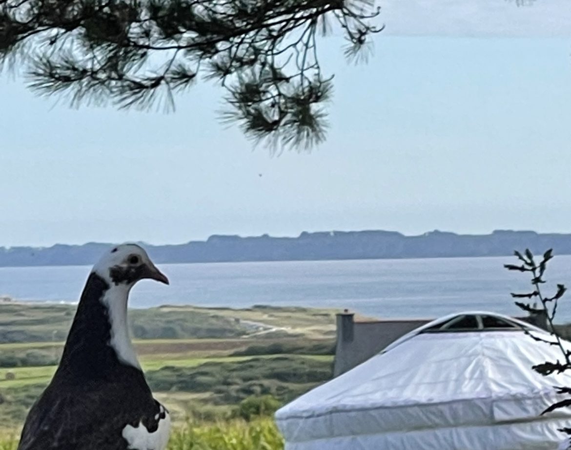 Yourte en Bretagne avec vue sur la mer, un pigeon se tient au premier plan.