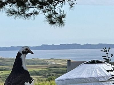 Yourte en Bretagne avec vue sur la mer, un pigeon se tient au premier plan.