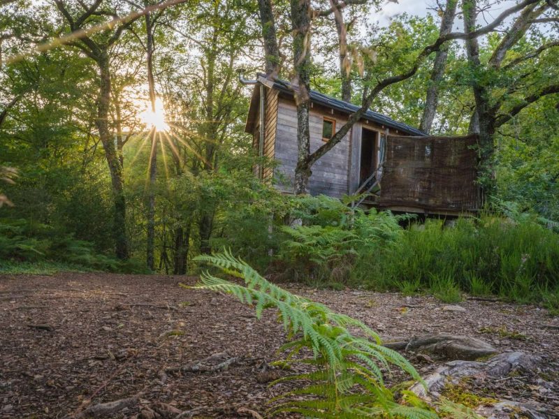 Cabane en bois perchée dans les arbres, entourée de verdure et de lumière dorée.