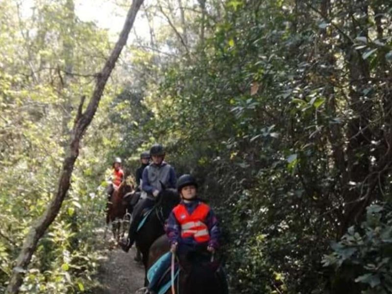Randonnée à cheval en forêt, avec des cavaliers en gilets de sécurité.