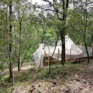 Tente suspendue dans les arbres, entourée de verdure, en Languedoc-Roussillon.