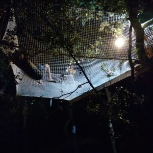 Hébergement insolite en filet suspendu, illuminé par des lanternes dans les arbres.
