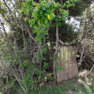 Hébergement insolite en cabane, caché derrière des arbres verdoyants en Provence.