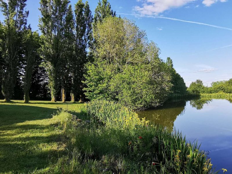 Hébergement en pleine nature avec vue sur un étang et des arbres verdoyants.
