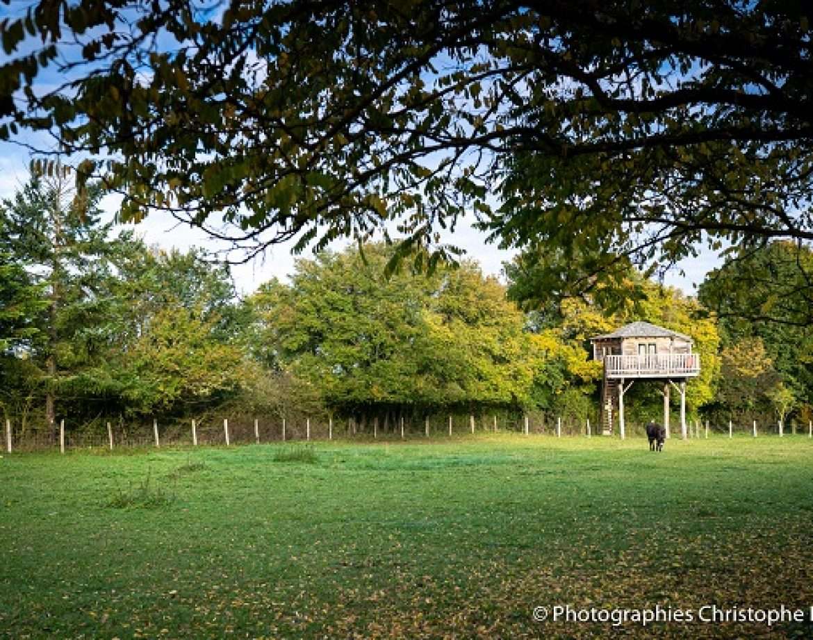 Cabane perchée dans les arbres, entourée dun verdoyant espace naturel.