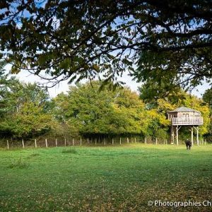Cabane perchée dans les arbres, entourée dun verdoyant espace naturel.