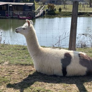 Hébergement insolite en Bourgogne : cabane au bord de leau avec un lama paisible.