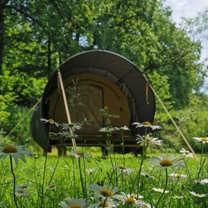 Tente lodge au cœur de la nature, entourée de fleurs sauvages et verdure luxuriante.