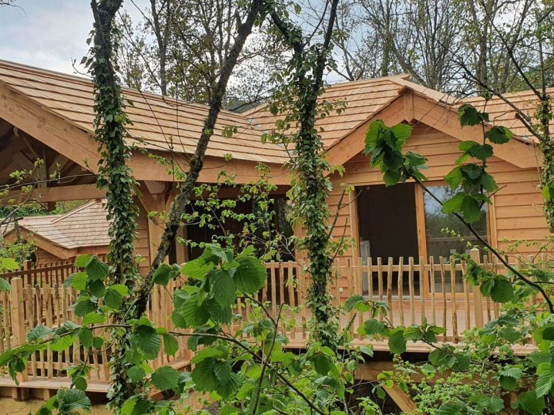 Cabane en bois perchée, entourée de verdure luxuriante et de sapins.