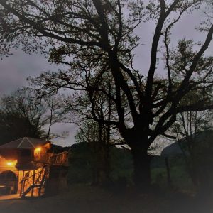 Cabane perchée à Midi-Pyrénées, illuminée sous un grand arbre au crépuscule.