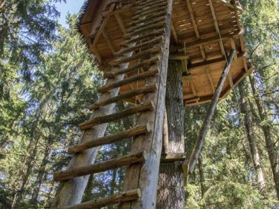 Cabane dans les arbres en Auvergne, perchée au milieu des sapins, accès par une échelle en bois.