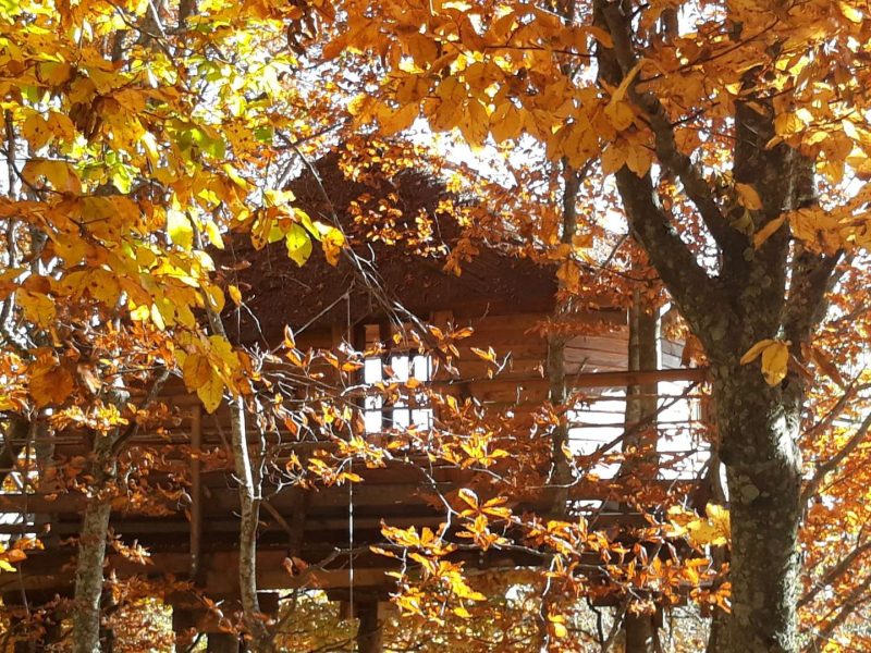 Cabane dans les arbres entourée de feuillage automnal doré.