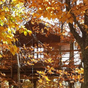 Cabane perchée en bois, entourée de feuillage automnal éclatant.