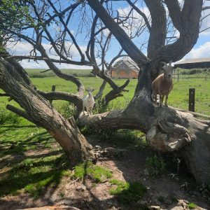 Hébergement insolite dans les Hauts-de-France, cabane en bois sous un arbre majestueux.