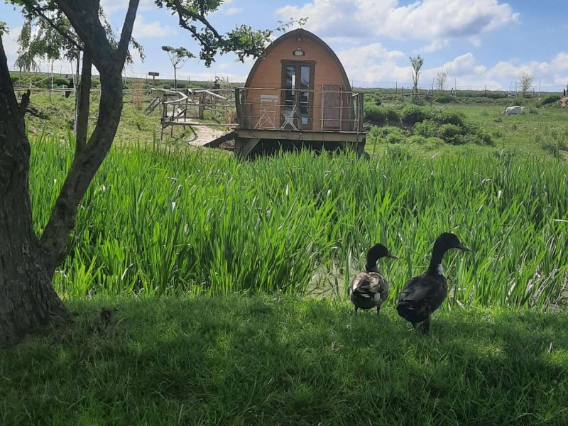 Hébergement insolite en forme de pod, entouré de verdure et de canards.