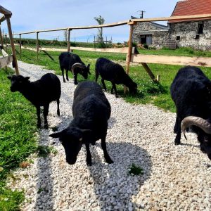 Hébergement insolite en Hauts-de-France, avec des moutons noirs dans un cadre verdoyant.