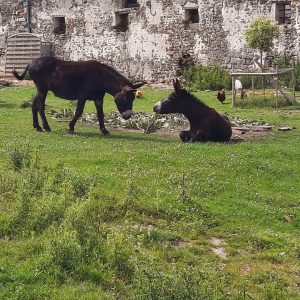 Hébergement insolite en Hauts-de-France avec ânes dans un cadre verdoyant.