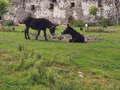 Hébergement insolite en Hauts-de-France avec ânes dans un cadre verdoyant.