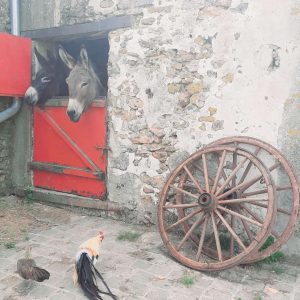 Hébergement insolite en Hauts-de-France : ânes curieux derrière une porte rouge.