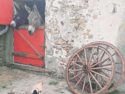 Hébergement insolite en Hauts-de-France : ânes curieux derrière une porte rouge.