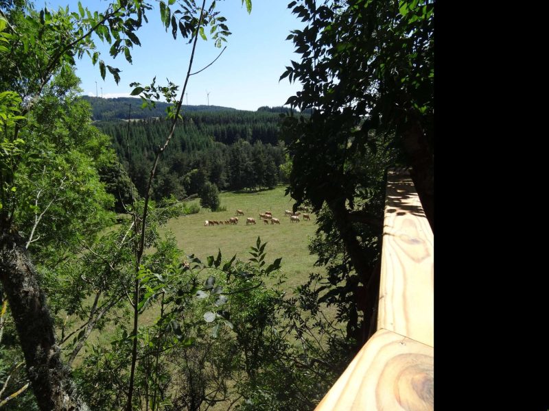 Cabane dans les arbres avec vue sur un champ verdoyant et des vaches paissant.